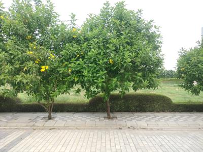 Image of 104 Sq.ft Residential Plot / Land for sale in Mansha Oaks, Sector 98, Faridabad for Rs. 12600000