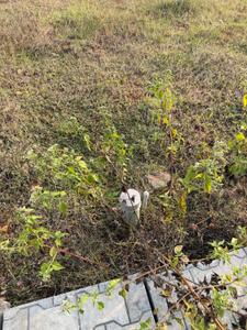 Image of 1200 Sq.ft Residential Plot / Land for sale in Nelamangala, Bengaluru for Rs. 4560000