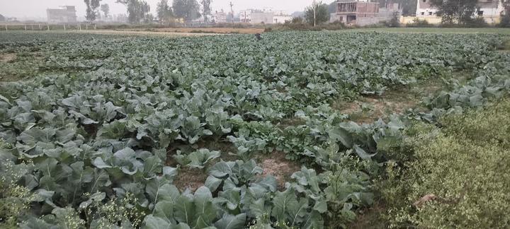 Gosainganj Main Image 1