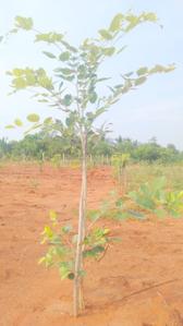 Image of 200 Sq.ft Residential Plot / Land for sale in Bhogapuram, Visakhapatnam for Rs. 1200000