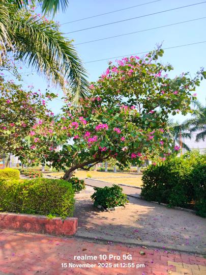 Brijdha Main Image 1