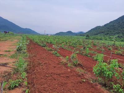 Image of 100 Sq.ft Residential Plot / Land for sale in Kothavalasa, Visakhapatnam for Rs. 600000