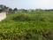 Sonargaon 2 plot Plot View 2