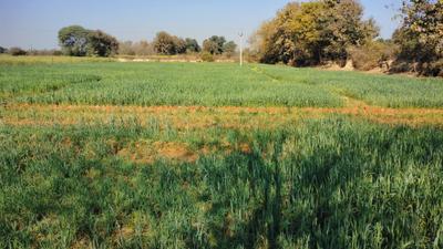 Image of 8000 Sq.ft Residential Plot / Land for sale in Ghatampur, Kanpur for Rs. 9500000