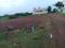 Kolamuru Plot View 2
