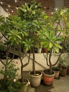 Balcony Image of 450 Sq.ft 1 RK Builder Floor for rent in Greater Kailash New Delhi for Rs. 30000