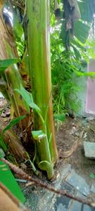 Image of 1200 Sq.ft 2 BHK Independent House for rent in Kirumampakkam, Puducherry for Rs. 9000