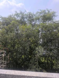 Bedroom Three Image of 3150 Sq.ft 5 BHK Apartment / Flat for sale in Bangalore City Municipal Corporation Layout Bengaluru for Rs. 29000250
