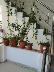 Balcony Image of 1000 Sq.ft 2 BHK Builder Floor for rent in Kanwali Dehradun for Rs. 11000
