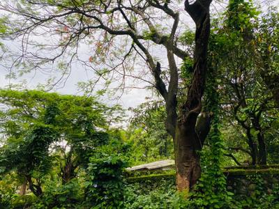 Kune Village Plot View 3