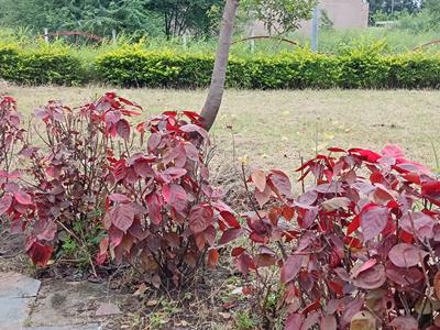 Image of 1500 Sq.ft Residential Plot / Land for sale in Aarone County Walk Plots, County Walk Township, Indore for Rs. 8550000