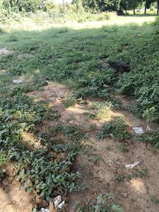 Image of 1525 Sq.ft Residential Plot / Land for sale in Vaishno Devi Circle, Ahmedabad for Rs. 110000000