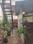 Balcony Image of Savant in Kothrud, Pune