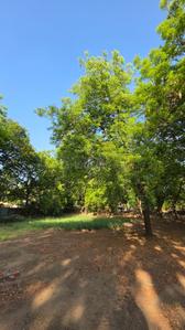 Image of 1222 Sq.ft Residential Plot / Land for sale in Bodakdev, Ahmedabad for Rs. 152500000