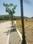 kalpavraksh hills Plot View 2