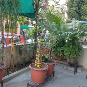 Balcony Image of 3150 Sq.ft 4 BHK Villa for sale in Bodakdev Ahmedabad for Rs. 90000000