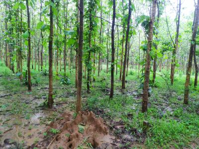 Image of 1944 Sq.ft Residential Plot / Land for sale in Pallakadiyam, Rajahmundry for Rs. 1458000