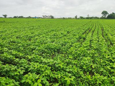 Image of 82500 Sq.ft Residential Plot / Land for sale in Mhow, Indore for Rs. 90200000