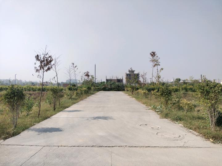 Amolik Aster Woods Main Image 1