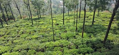 Image of 9000 Sq.ft Residential Plot / Land for sale in Kotagiri, Ooty for Rs. 6195000