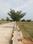 Kothur shadnagar hmda open plots Main Image 1