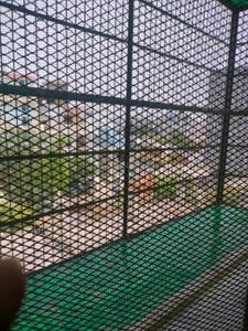 Balcony Image of 1300 Sq.ft 3 BHK Builder Floor for rent in Noida Extension Greater Noida for Rs. 18000