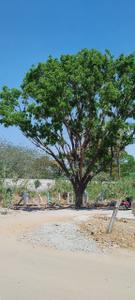 Image of 1200 Sq.ft Residential Plot / Land for sale in Mailasandra, Bengaluru for Rs. 16000000