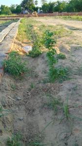 Image of 1500 Sq.ft Residential Plot / Land for sale in Khorabar, Gorakhpur for Rs. 1350000