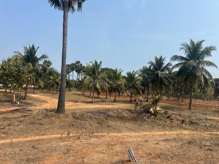 Tallavalasa Main Image 1