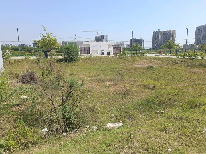 Adani Oyster Greens Main Image 1