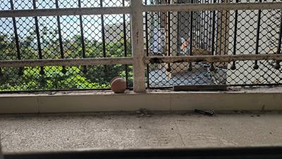 Balcony Image of 690 Sq.ft 1 BHK Apartment / Flat for sale in Gajra Bhoomi Gardenia, Kalamboli Navi Mumbai for Rs. 5200000