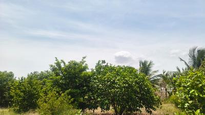 Image of 50097 Sq.ft Residential Plot / Land for sale in Tharuvai, Tirunelveli for Rs. 10000000