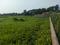 Sonargaon 2 plot Plot View 2