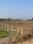 Vindhane Plot View 2