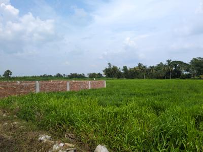Nest Valley Plot View 2