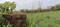 Patrapada Plot View 2