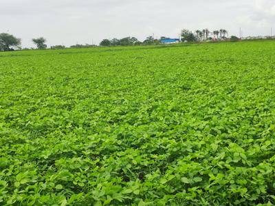 Image of 82500 Sq.ft Residential Plot / Land for sale in Mhow, Indore for Rs. 90200000