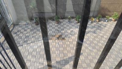 Image of 1100 Sq.ft 3 BHK Apartment / Flat for sale in Magnolia Vardaan, Basina, Kolkata for Rs. 4000000
