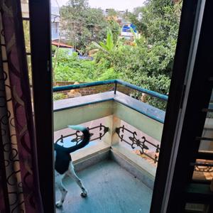Balcony Image of 1050 Sq.ft 1 RK Builder Floor for rent in Vyttila Kochi for Rs. 16000