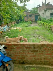 Image of 1440 Sq.ft Residential Plot / Land for sale in Bansdroni Mauza, Kolkata for Rs. 4200000