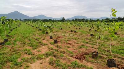 Bhogapuram More Images 3
