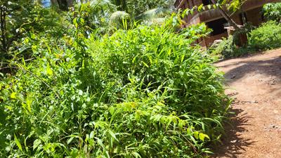 Residential Plot