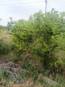 Image of 242 Sq.ft Residential Plot / Land for sale in Shamirpet, Hyderabad for Rs. 2450000