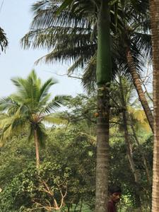 Image of 40000 Sq.ft Residential Plot / Land for sale in Bagmala, Alibag for Rs. 40000000