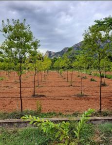 Image of 1800 Sq.ft Residential Plot / Land for sale in Chandragiri, Tirupathi for Rs. 1350000