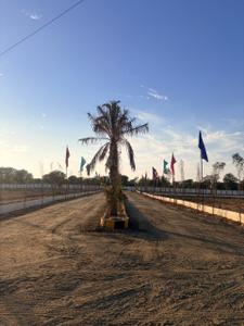 Morsar Plot View 3