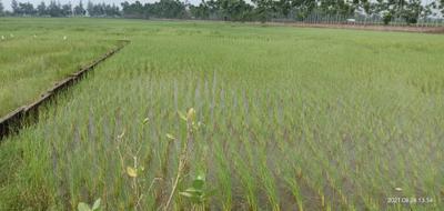 Image of 5040 Sq.ft Residential Plot / Land for sale in Sonarpur, Kolkata for Rs. 2625000