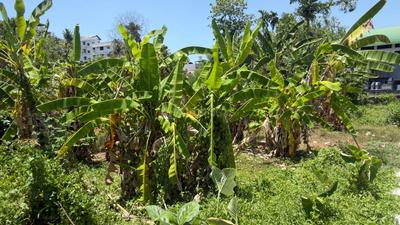 Image of 4555 Sq.ft Residential Plot / Land for sale in Kakkanad, Kochi for Rs. 15500000