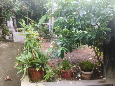 Image of 1400 Sq.ft 2 BHK Independent House for sale in Chempazhanthy, Thiruvananthapuram for Rs. 5000000