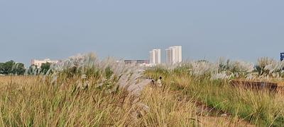 Image of 1499 Sq.ft Residential Plot / Land for sale in Infovalley, Tamando, Bhubaneswar for Rs. 4350000